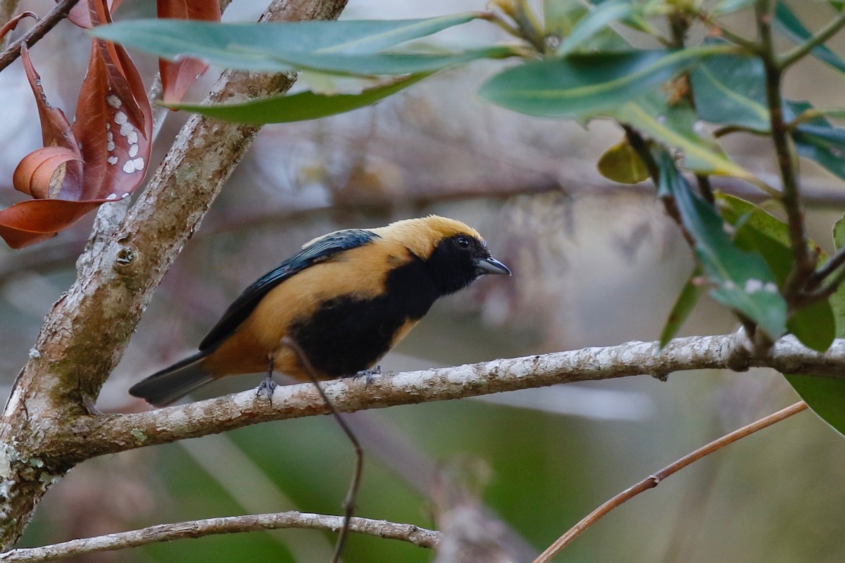 Burnished-buff Tanager - ML180100851