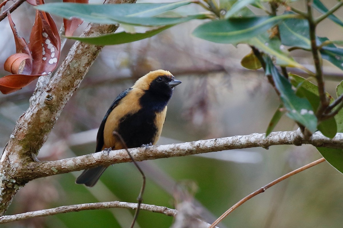 Burnished-buff Tanager - ML180100861