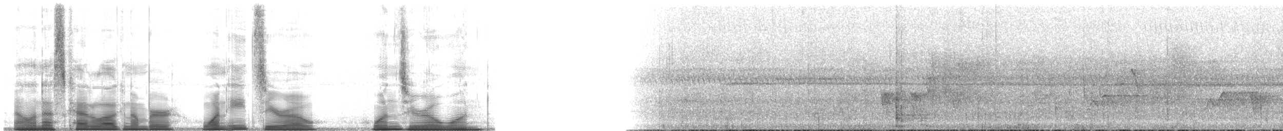 Дивоптах-білозір золотоспинний - ML180101