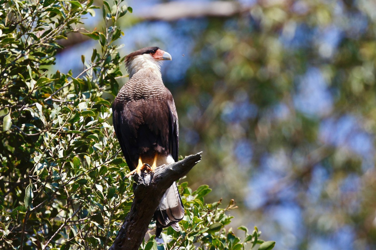 Crested Caracara (Southern) - ML180101091
