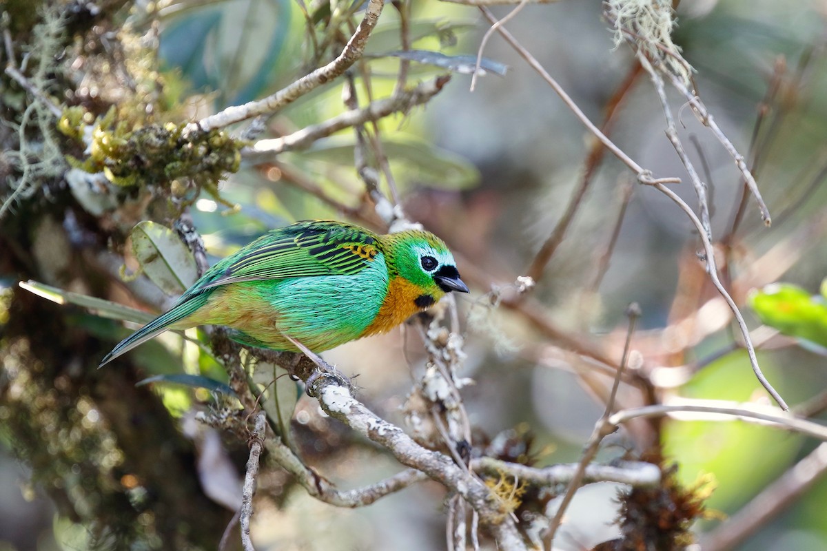 Brassy-breasted Tanager - Timo Mitzen