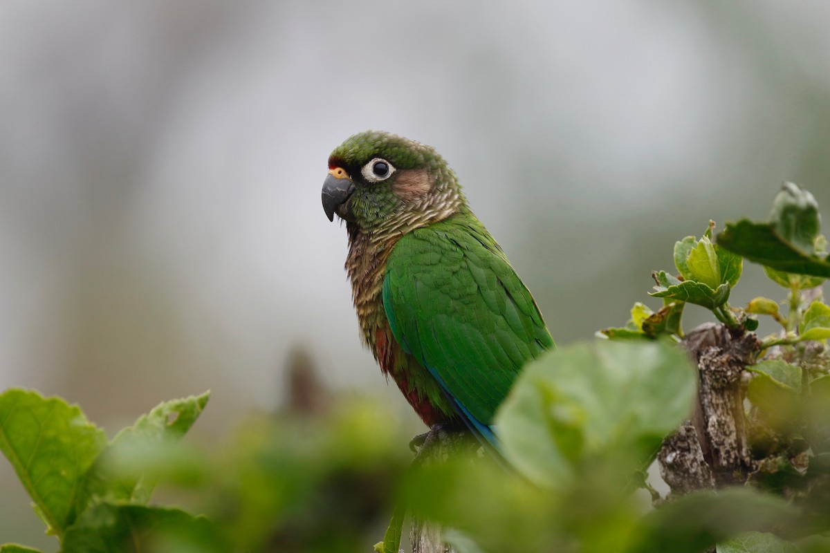 Maroon-bellied Parakeet - Timo Mitzen