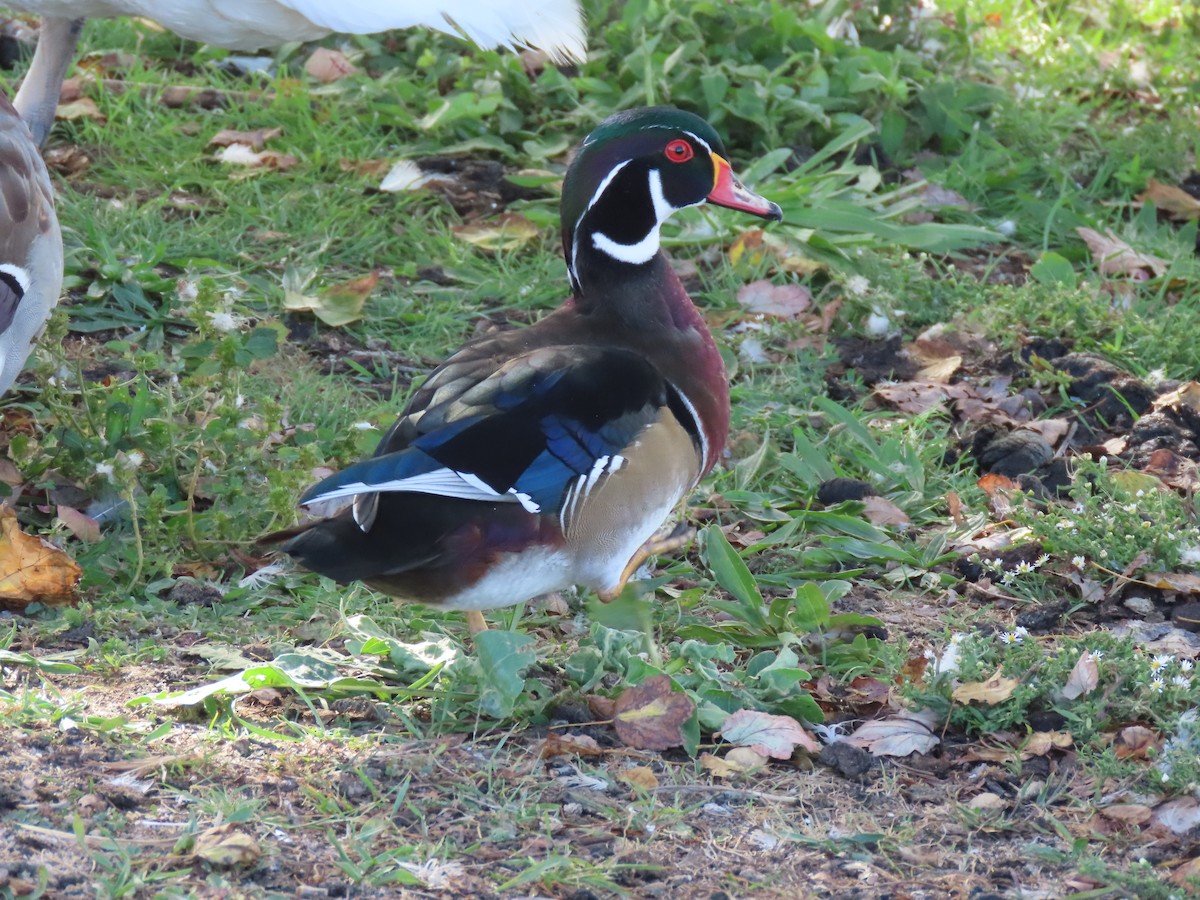 Wood Duck - ML180103841