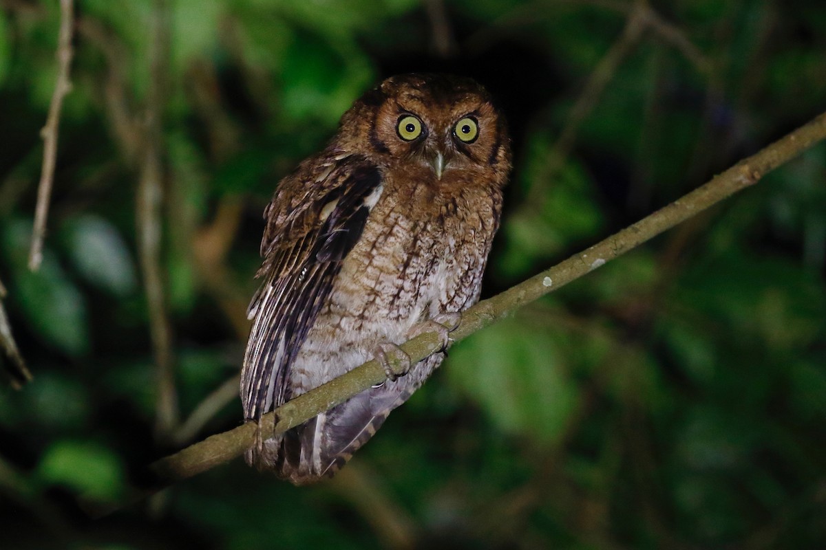 Black-capped Screech-Owl - ML180104531