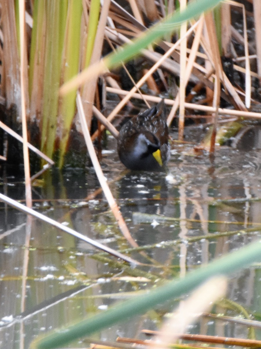 Polluela Sora - ML180104651