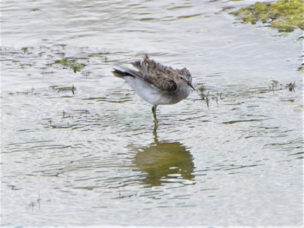 pygmésnipe - ML180104981