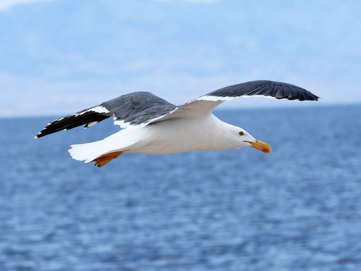 Yellow-footed Gull - Weston Smith