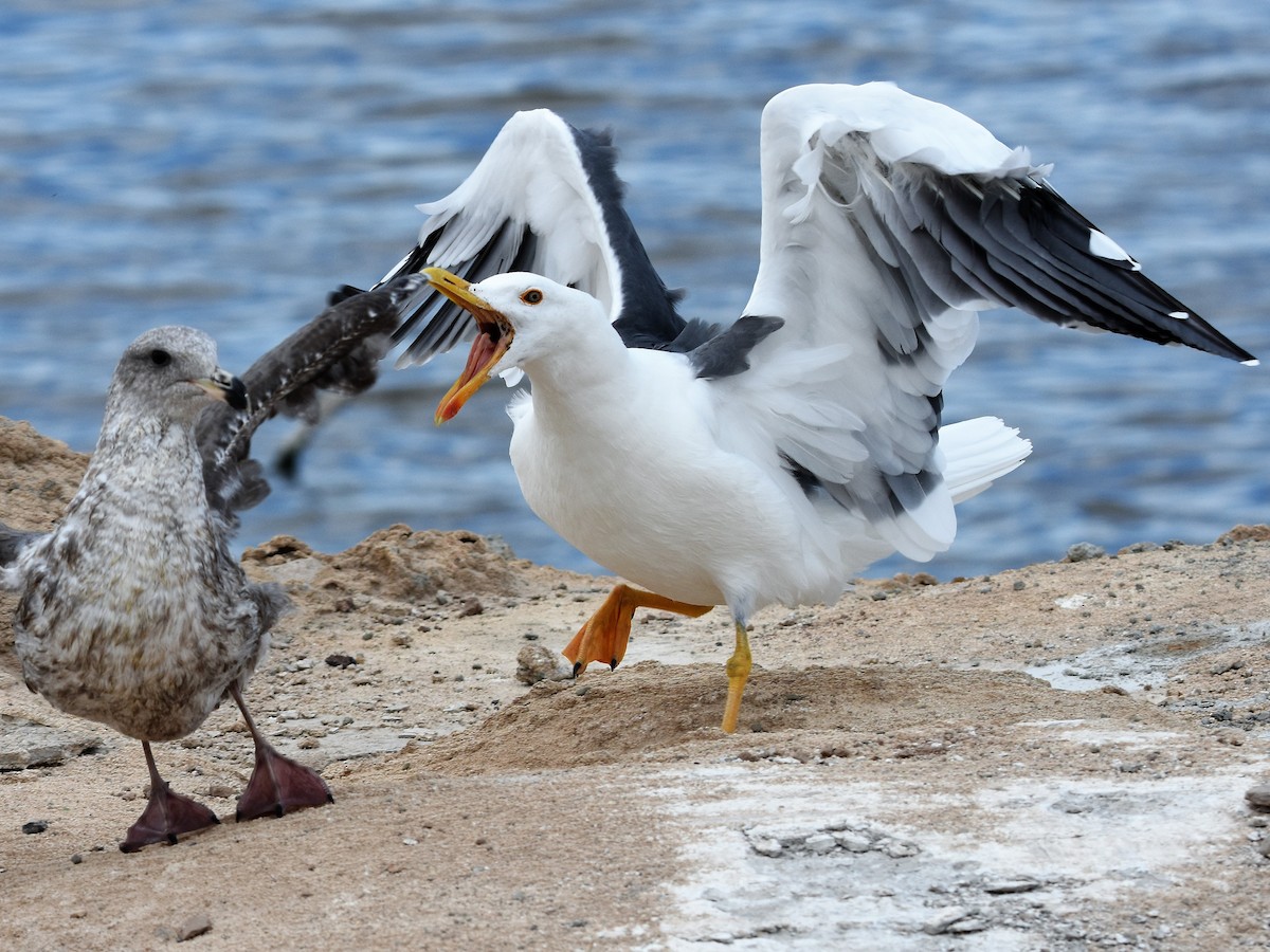 Yellow-footed Gull - Weston Smith