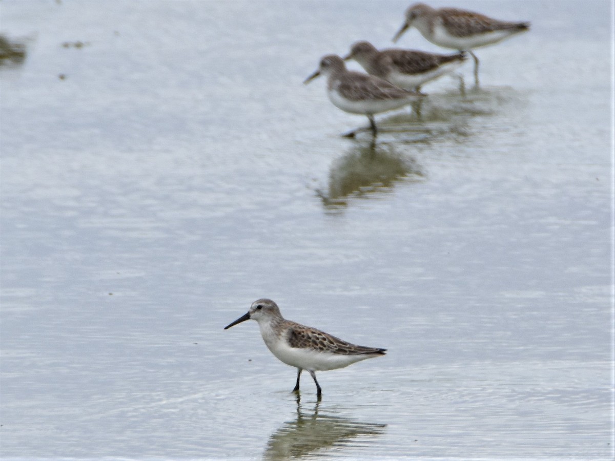 Western Sandpiper - ML180107021