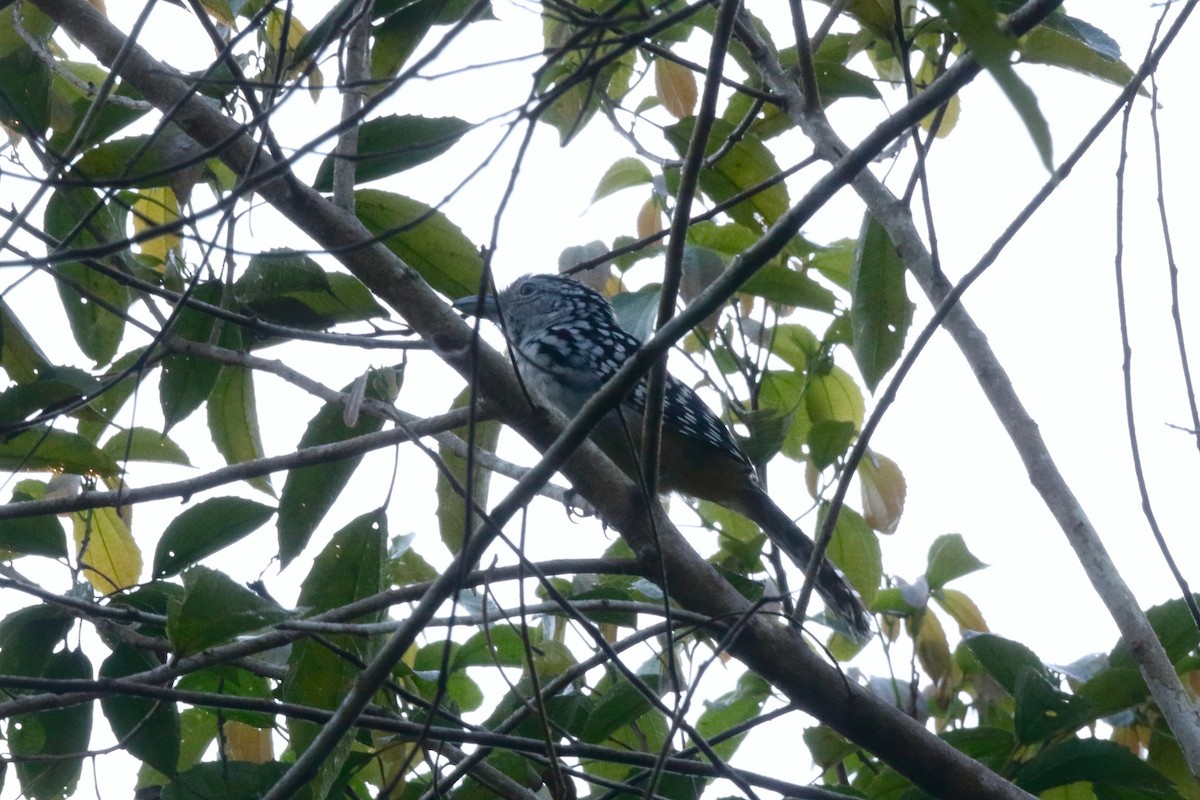 Spot-backed Antshrike - ML180107301