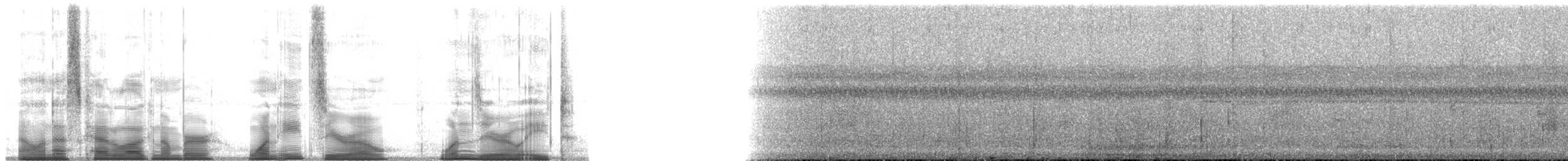 holub amboinský - ML180108