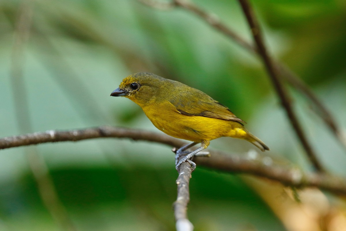 Violaceous Euphonia - ML180108461