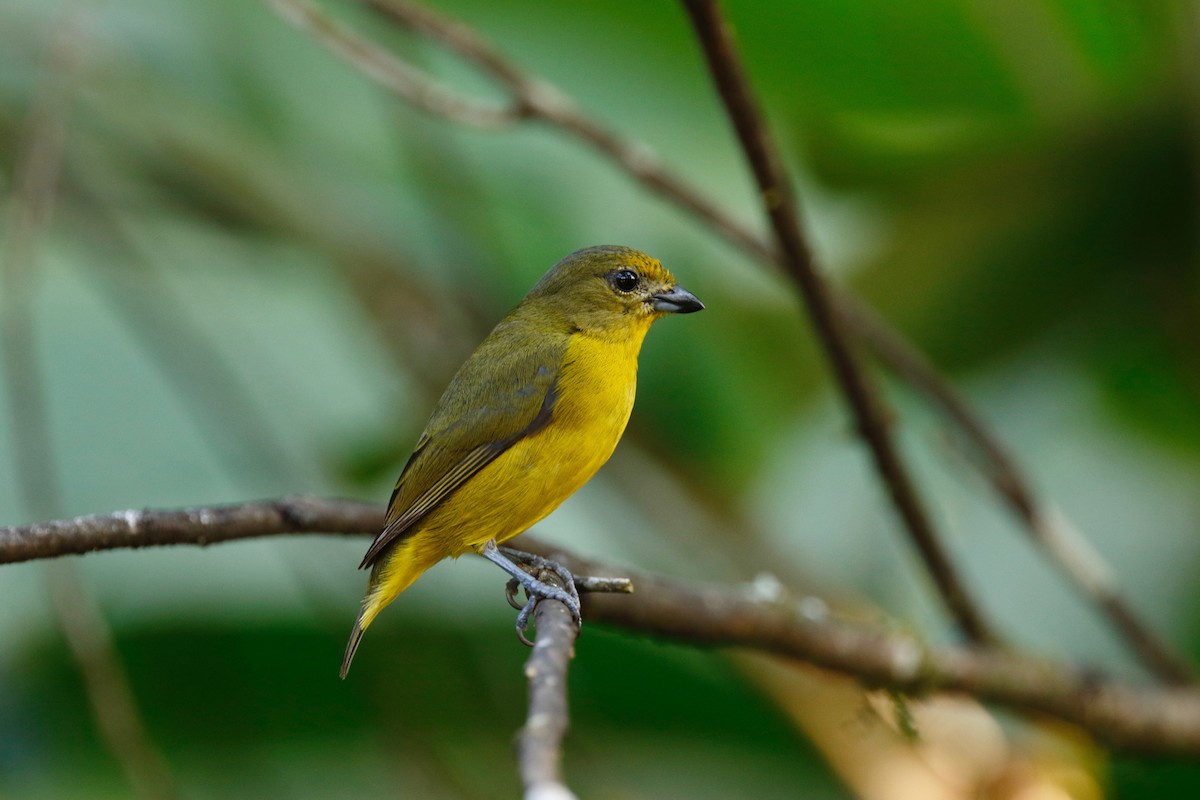 Violaceous Euphonia - ML180108471