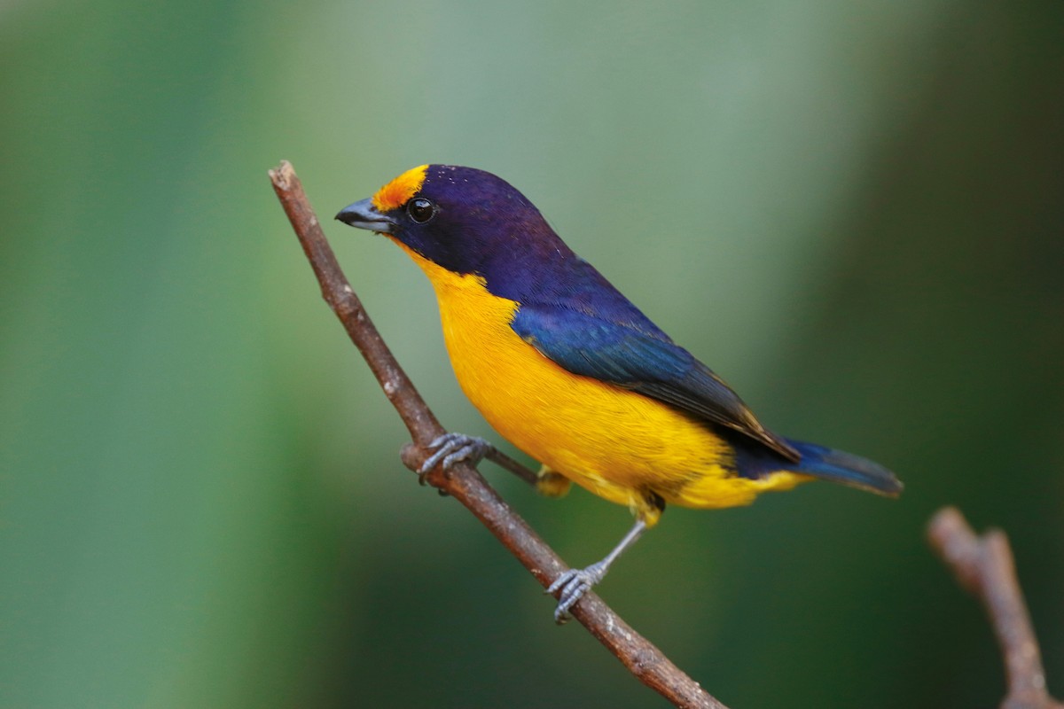 Violaceous Euphonia - ML180108481