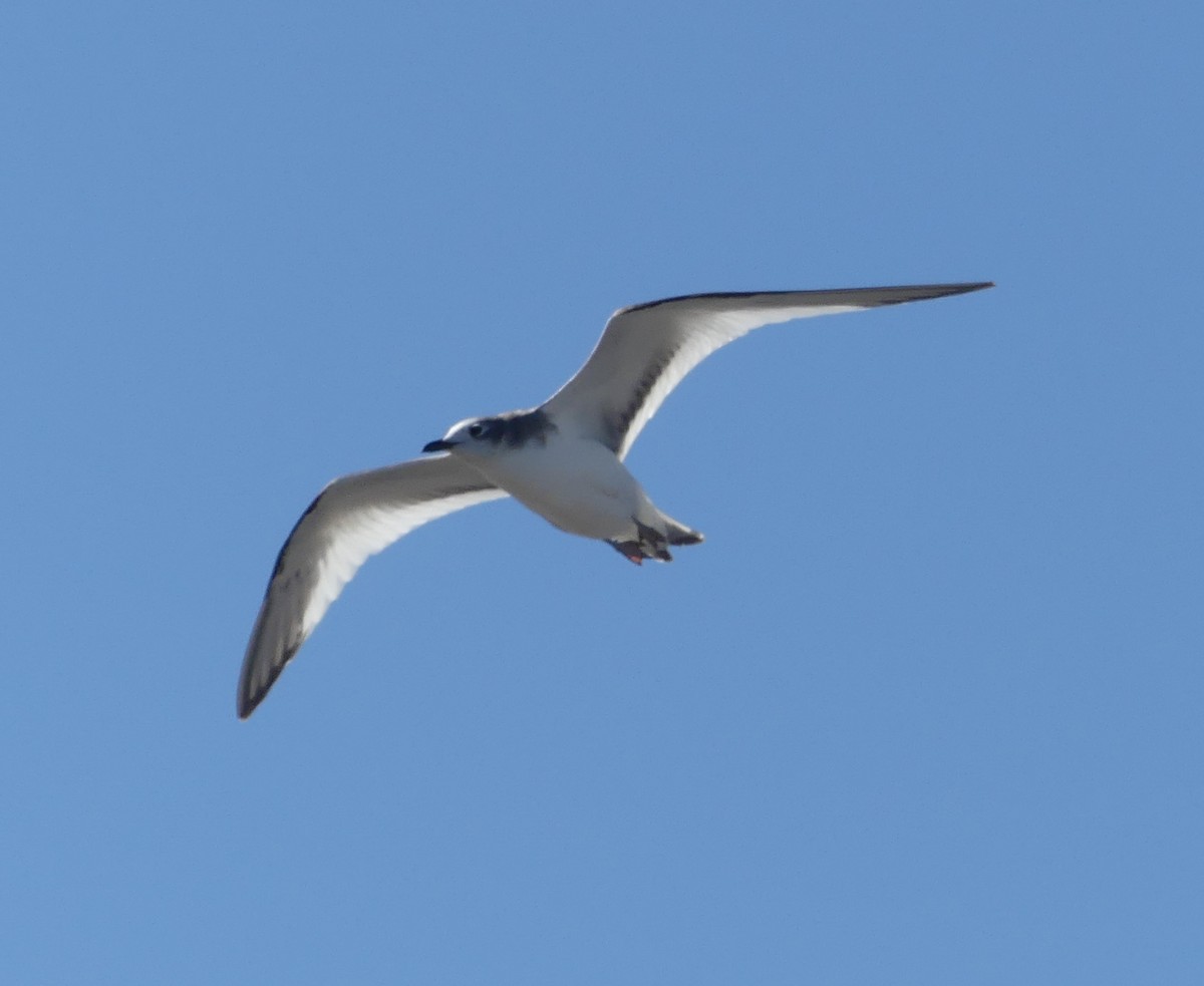 Sabine's Gull - ML180108711