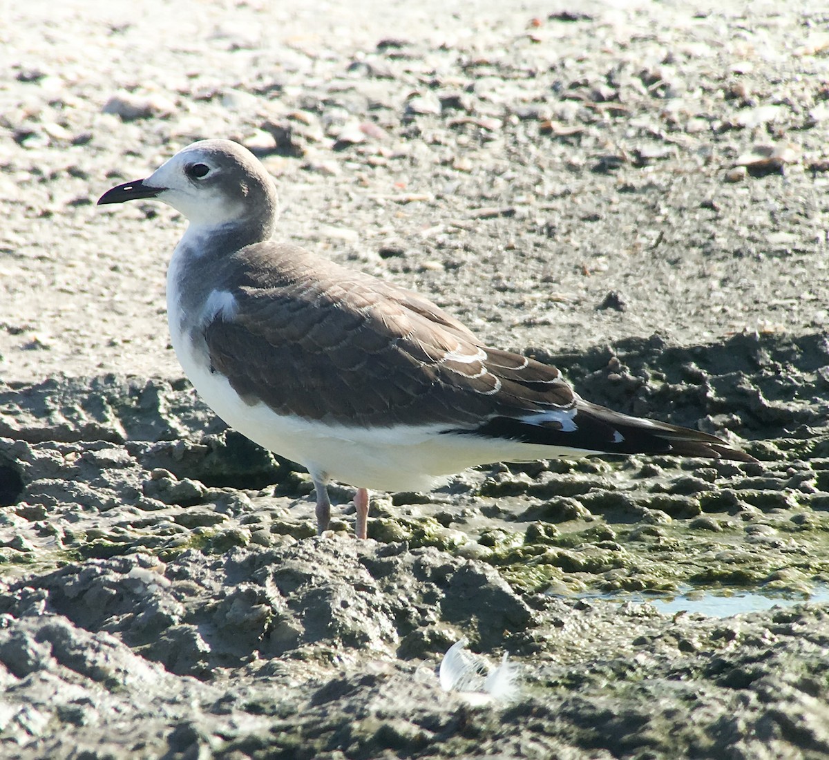 Sabine's Gull - ML180108761