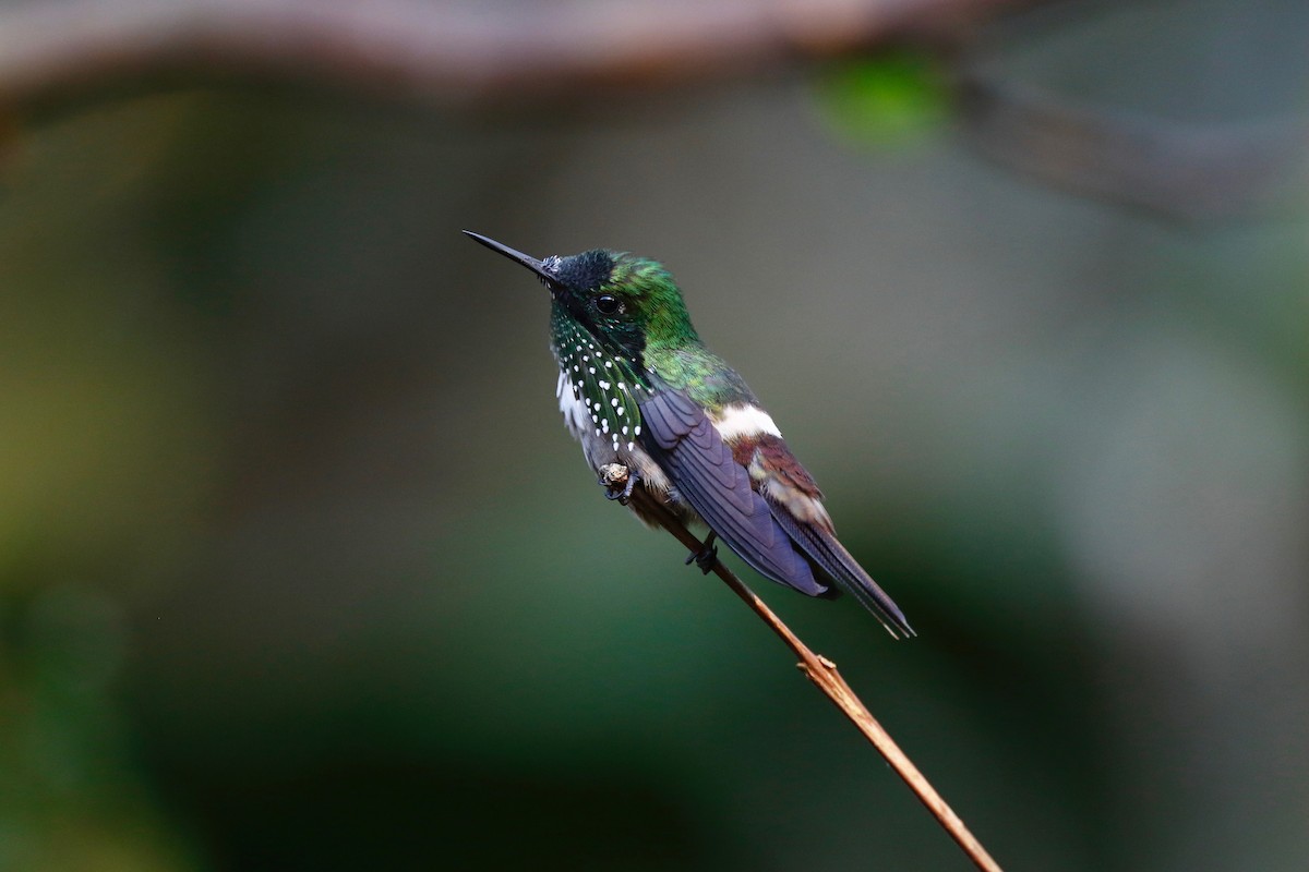 Festive Coquette - Timo Mitzen