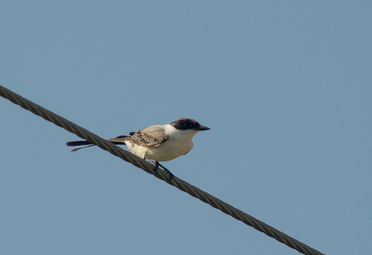 Fork-tailed Flycatcher - Andrew Orgill