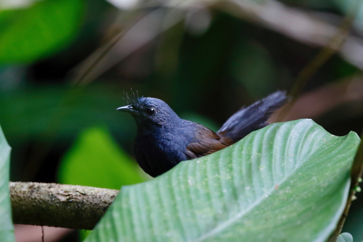 Slaty Bristlefront - ML180109541
