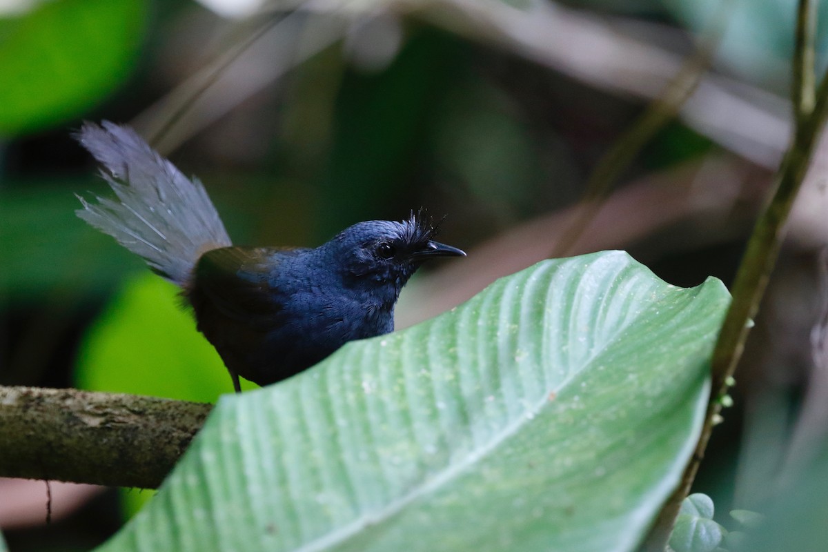 Slaty Bristlefront - ML180109551