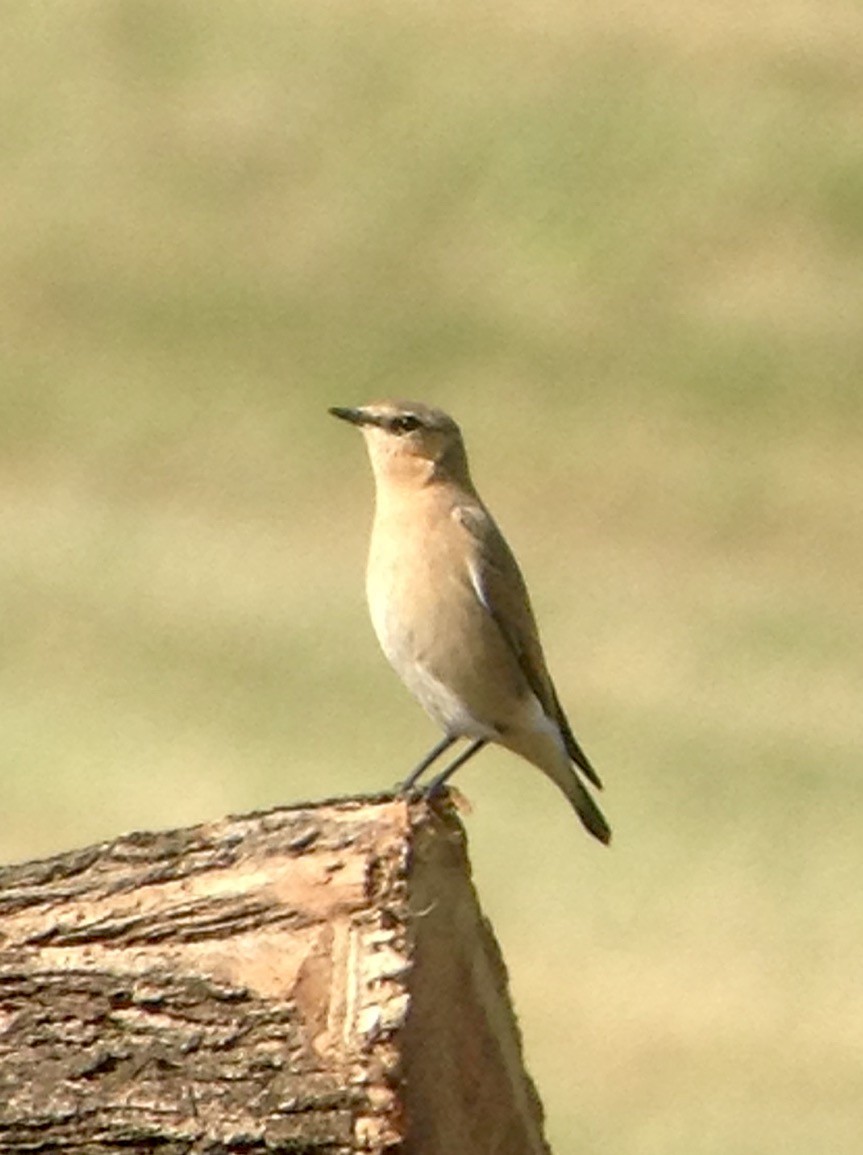 Northern Wheatear - ML180109571