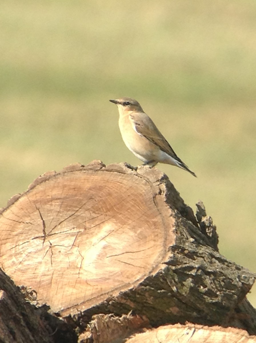 Northern Wheatear - ML180109601