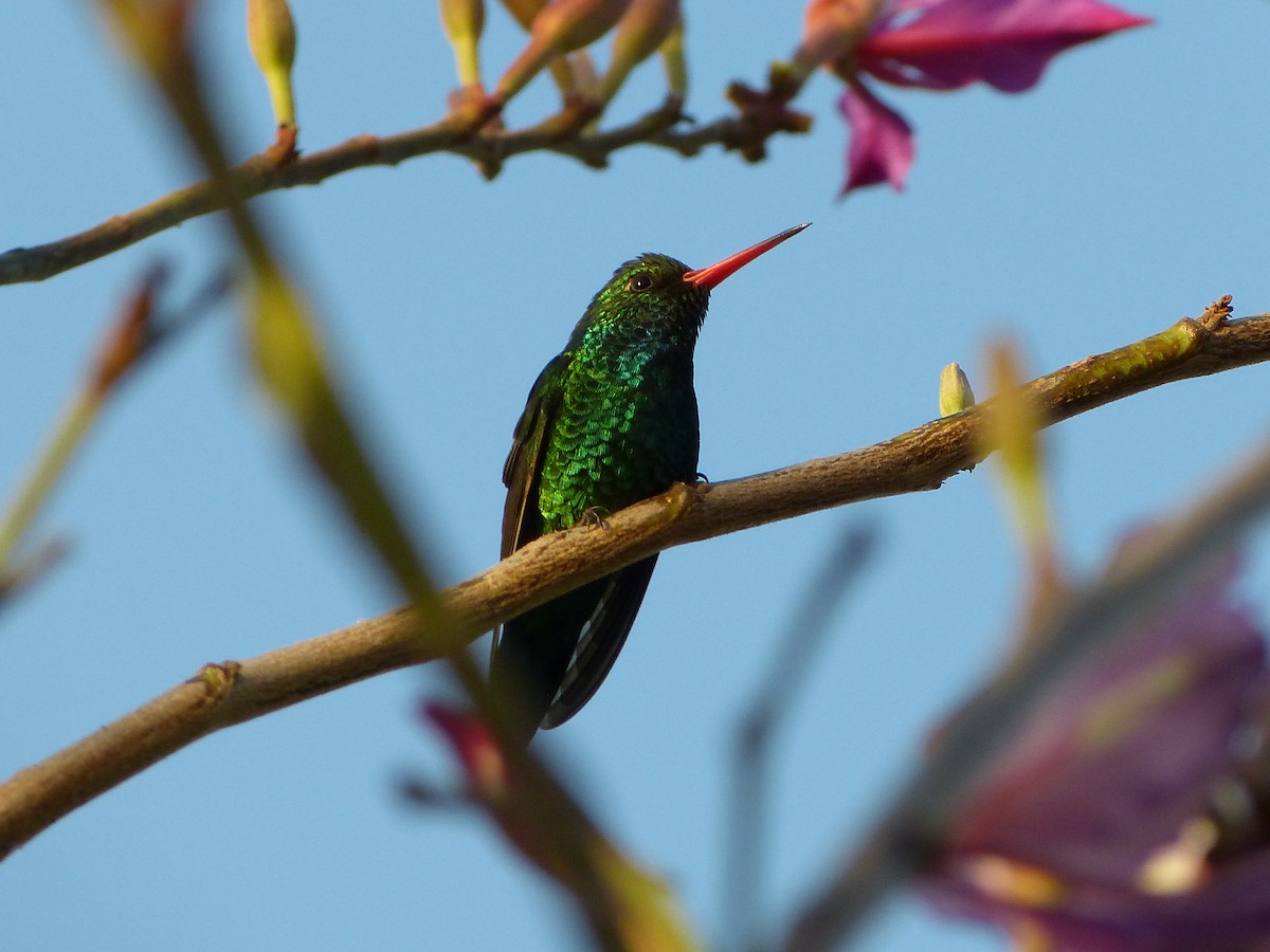 Glittering-bellied Emerald - ML180110691