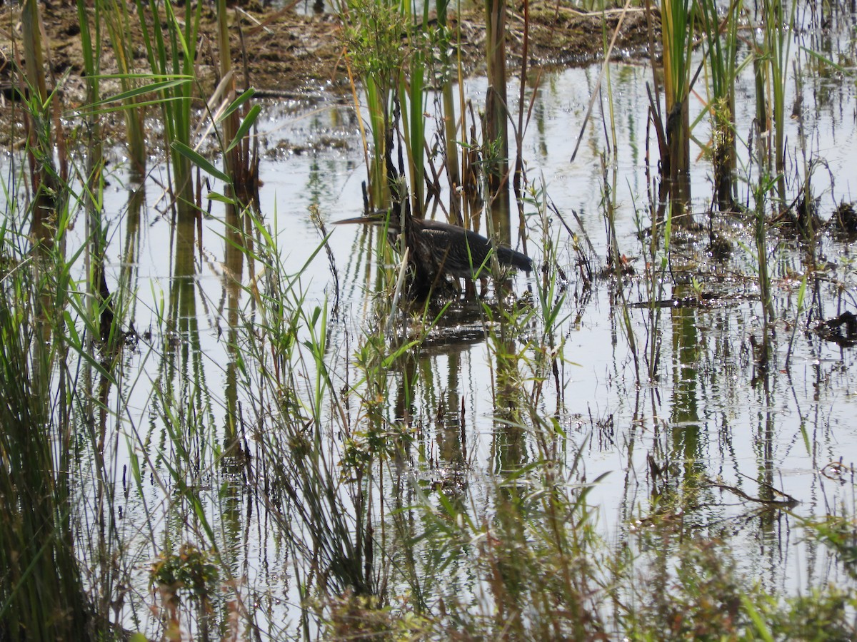 Green Heron - Jennifer  Ferrick