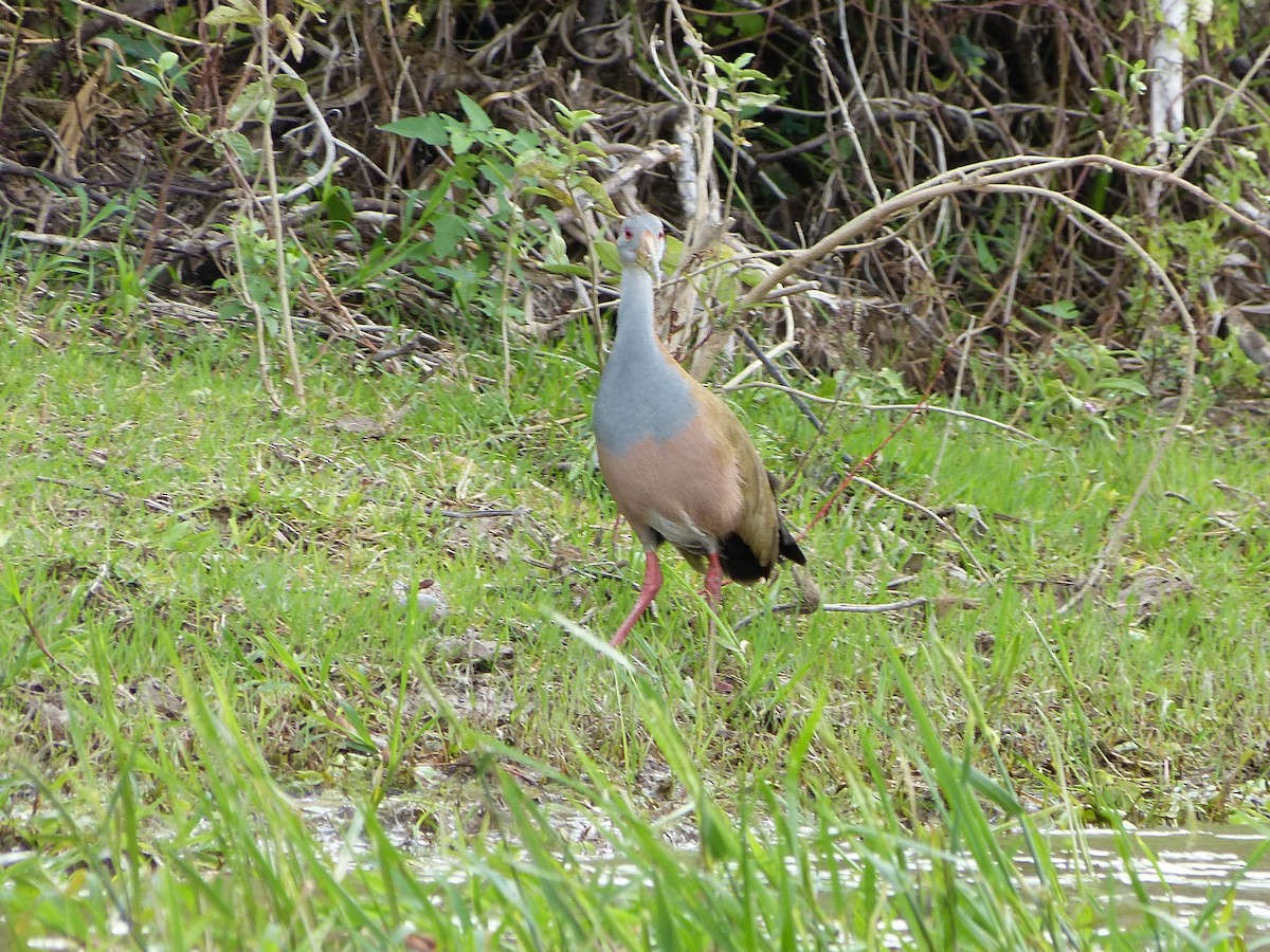 Giant Wood-Rail - ML180111211