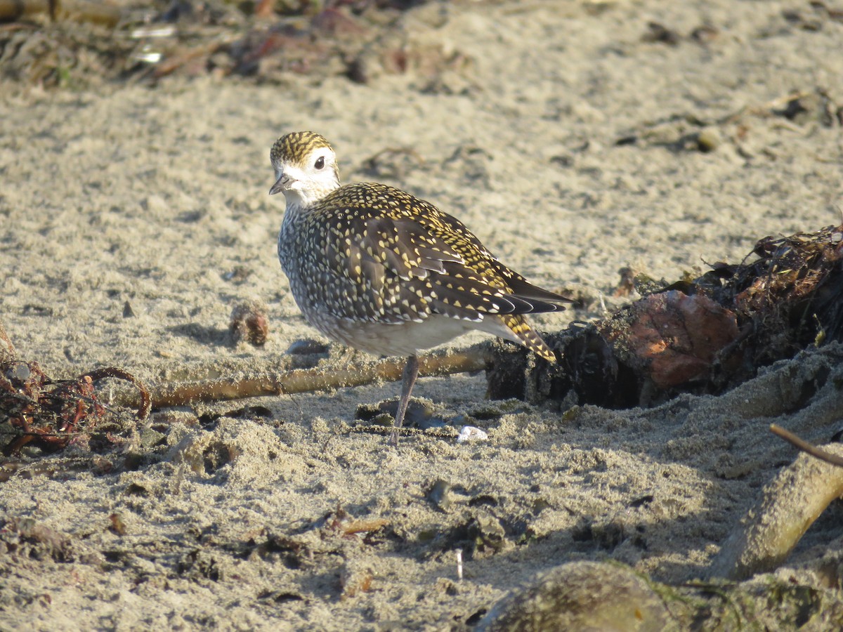 American Golden-Plover - Michael Barry