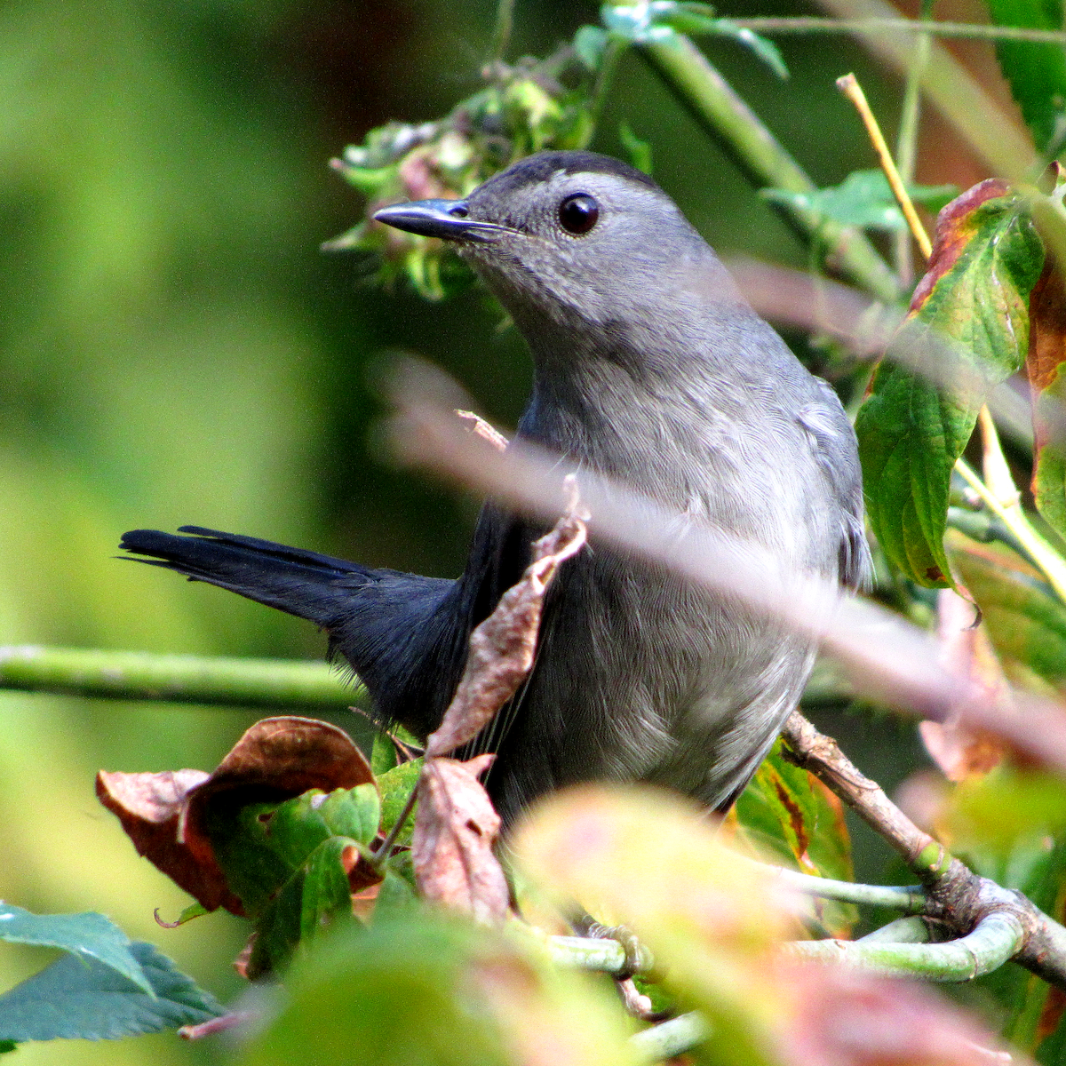 Gray Catbird - Allison Matlock