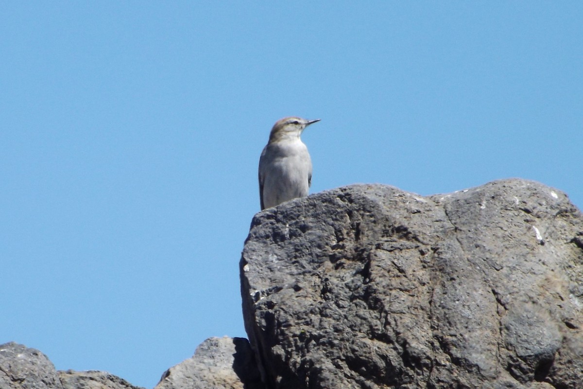 White-browed Ground-Tyrant - ML180114011