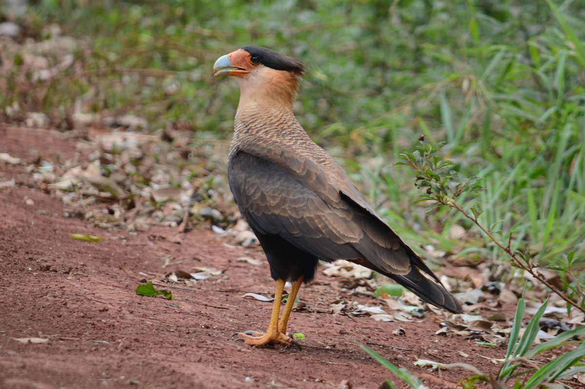 Crested Caracara (Southern) - ML180114671
