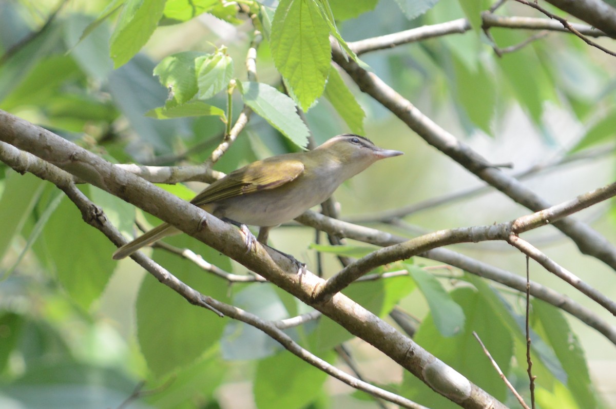 Vireo Chiví - ML180115041