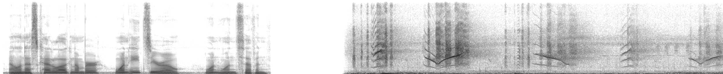 Black-bellied Cicadabird - ML180117