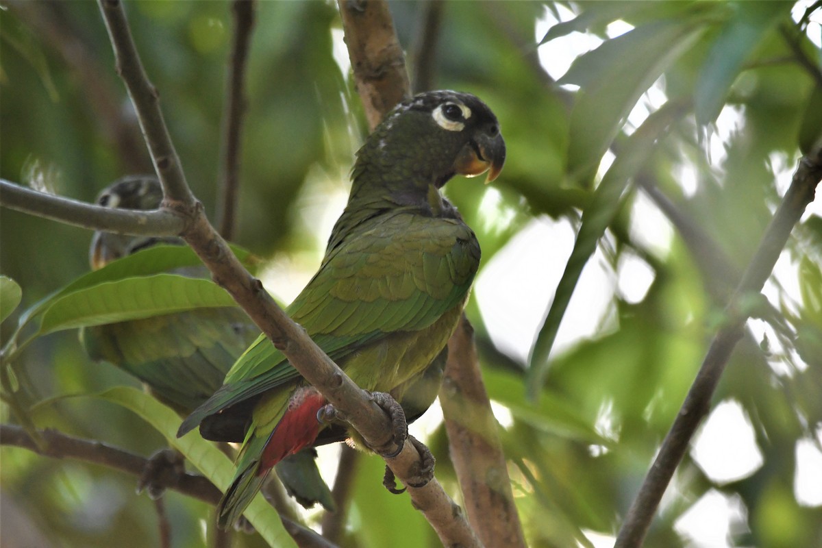 Папуга-червоногуз зеленощокий - ML180117861