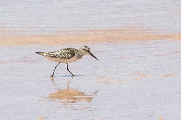 Broad-billed Sandpiper - Bradley Hacker 🦜