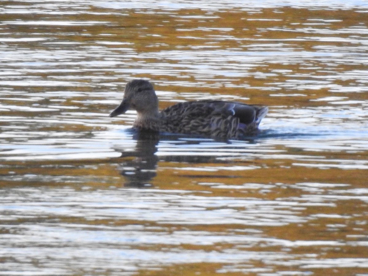 Canard colvert - ML180118151