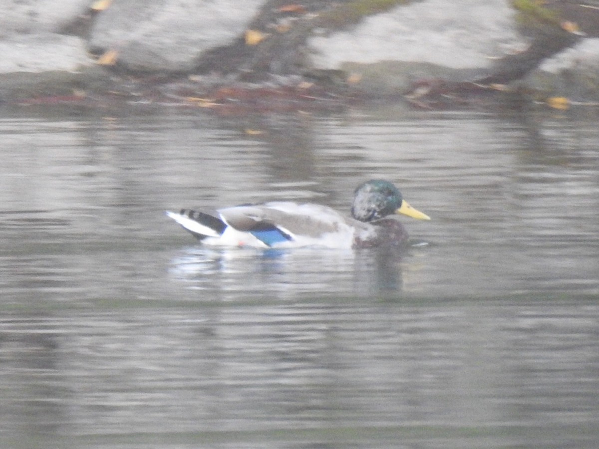 Mallard - ML180118161