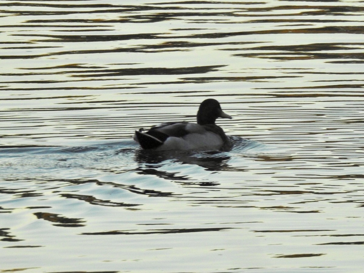 Canard colvert - ML180118171