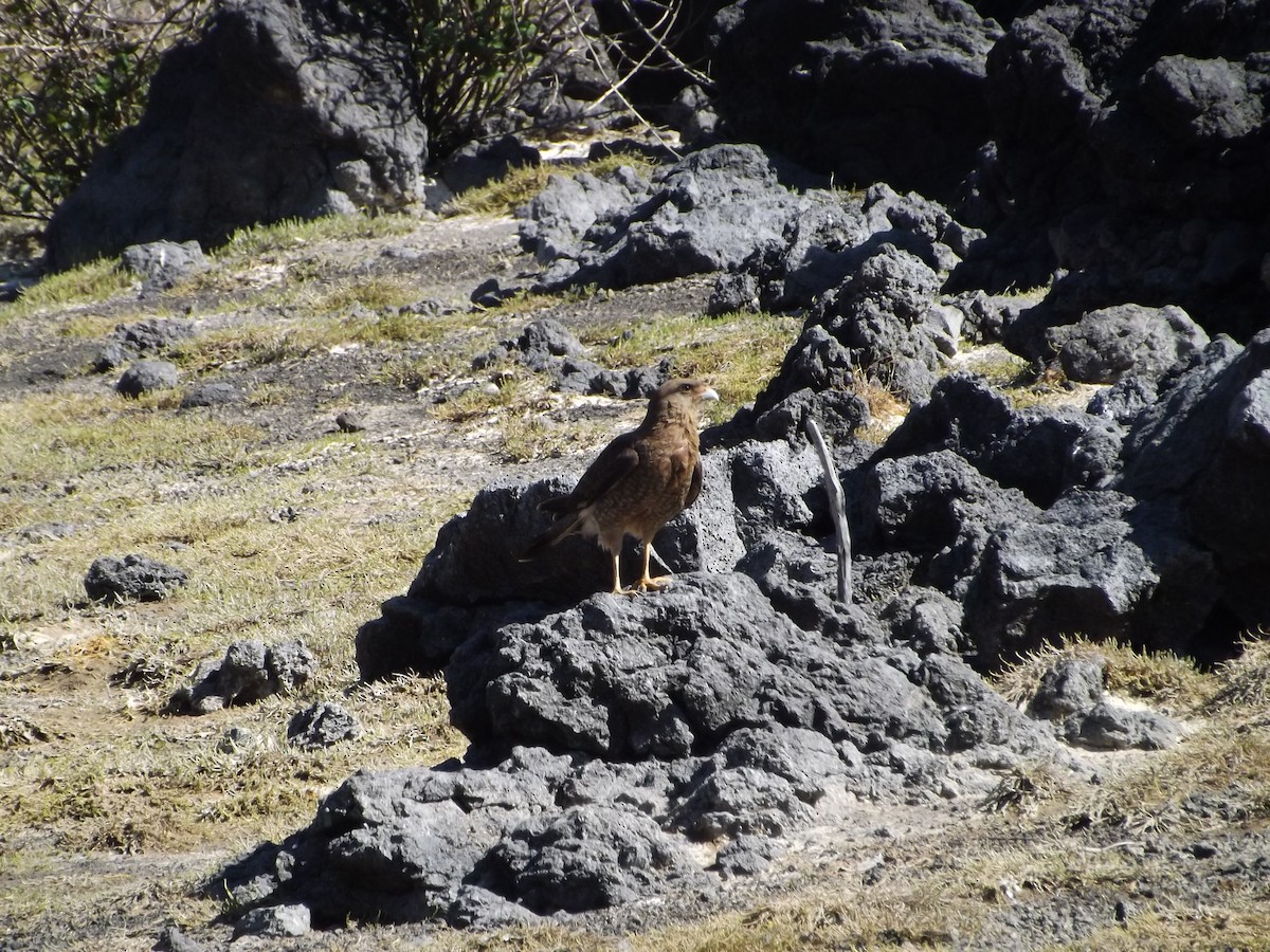 Caracara chimango - ML180118321