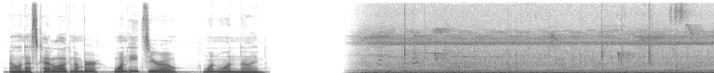 Дивоптах-білозір золотоспинний - ML180119