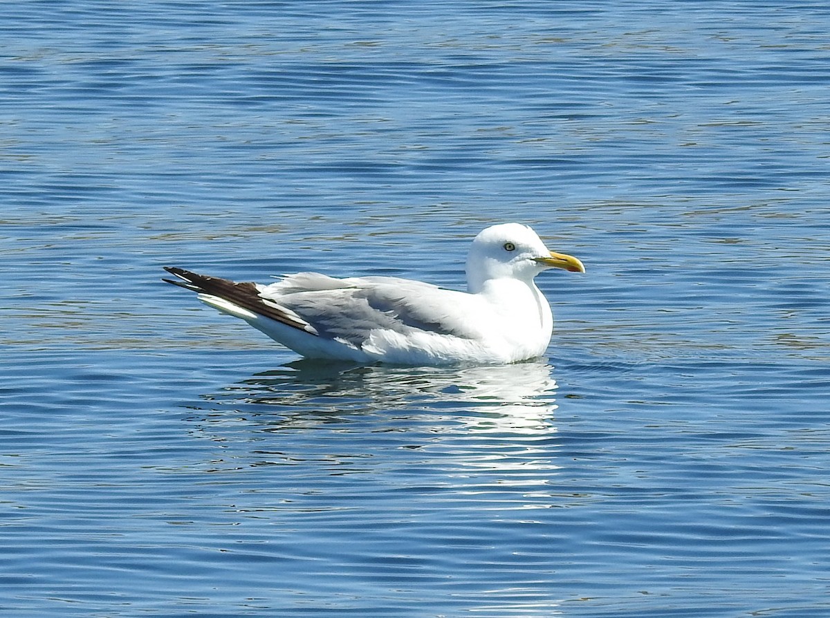 racek stříbřitý (ssp. smithsonianus) - ML180119931