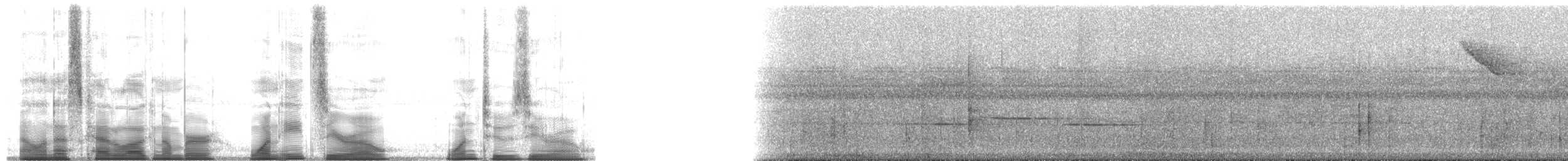 lorikeet sp. - ML180120