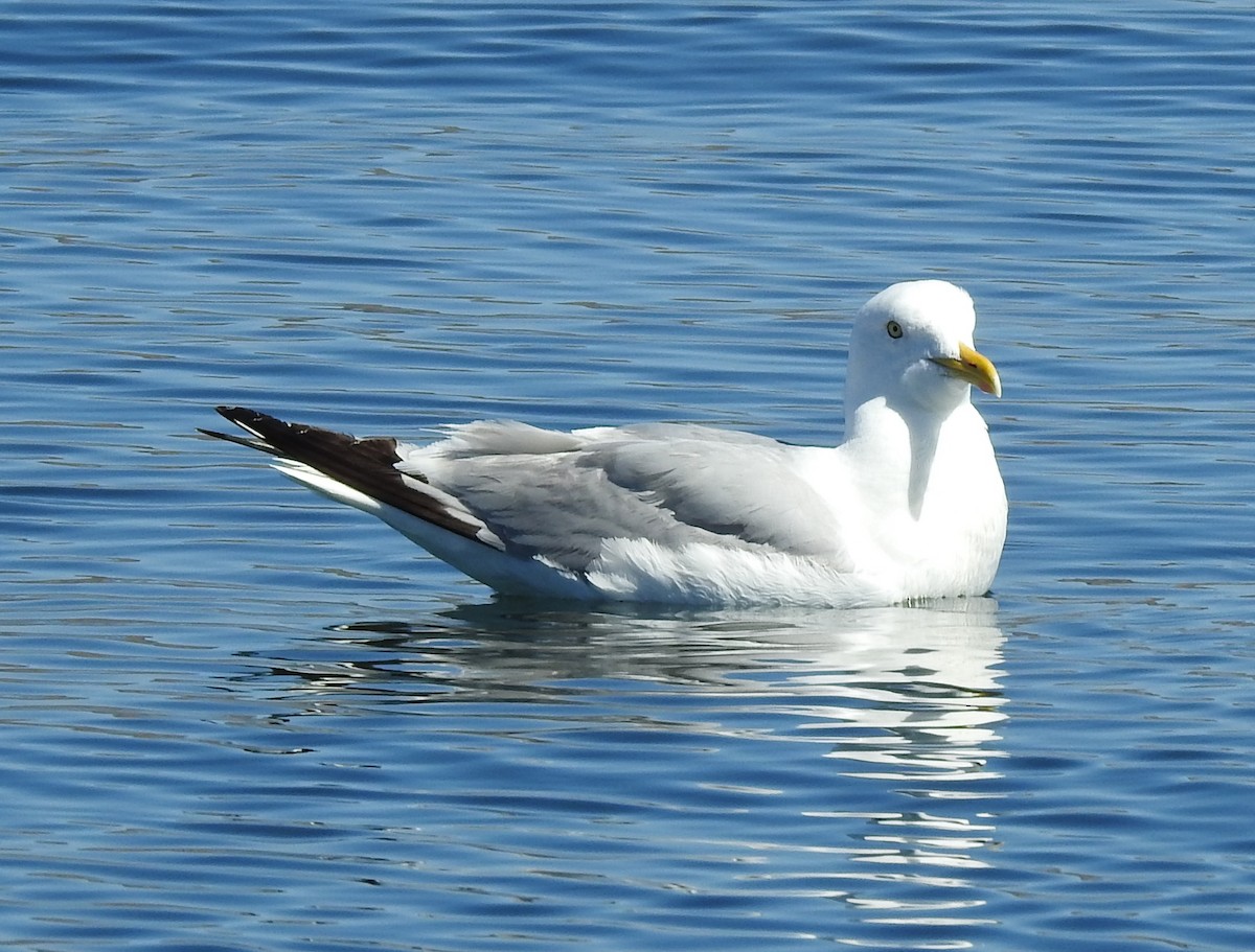 racek stříbřitý (ssp. smithsonianus) - ML180120011