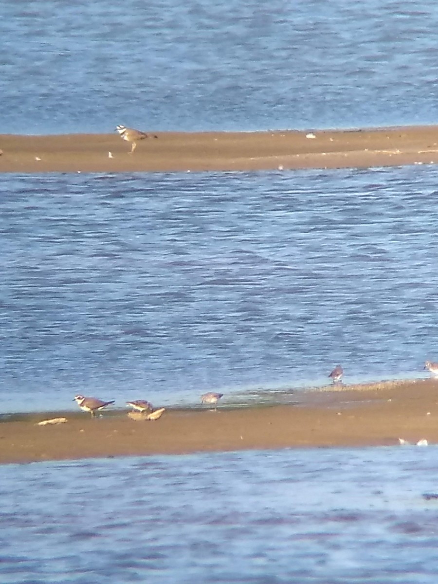 Semipalmated Plover - ML180120491