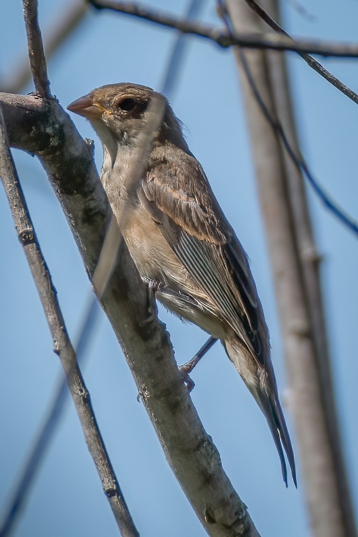 Indigo Bunting - ML180120561