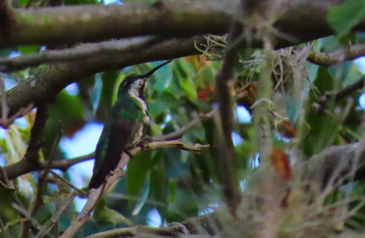 Green-breasted Mango - ML180121091