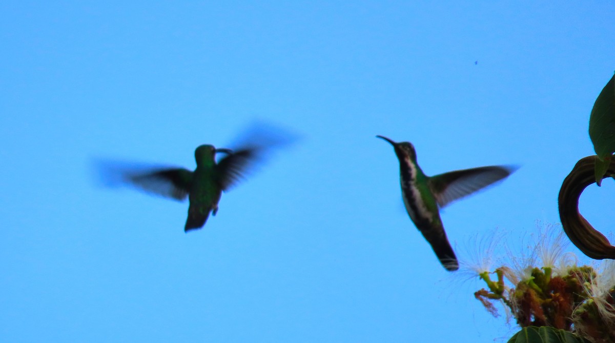 Green-breasted Mango - ML180121131