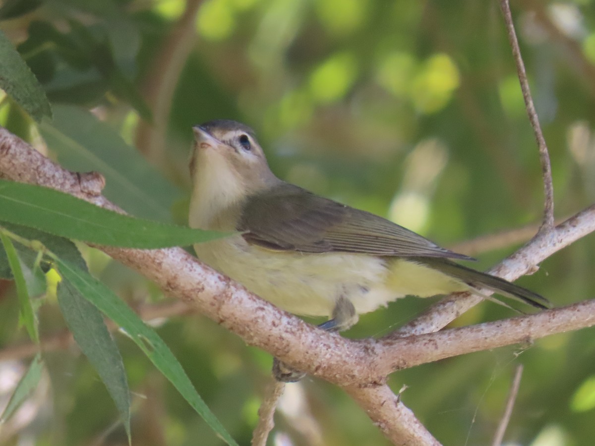 Ötücü Vireo - ML180123071